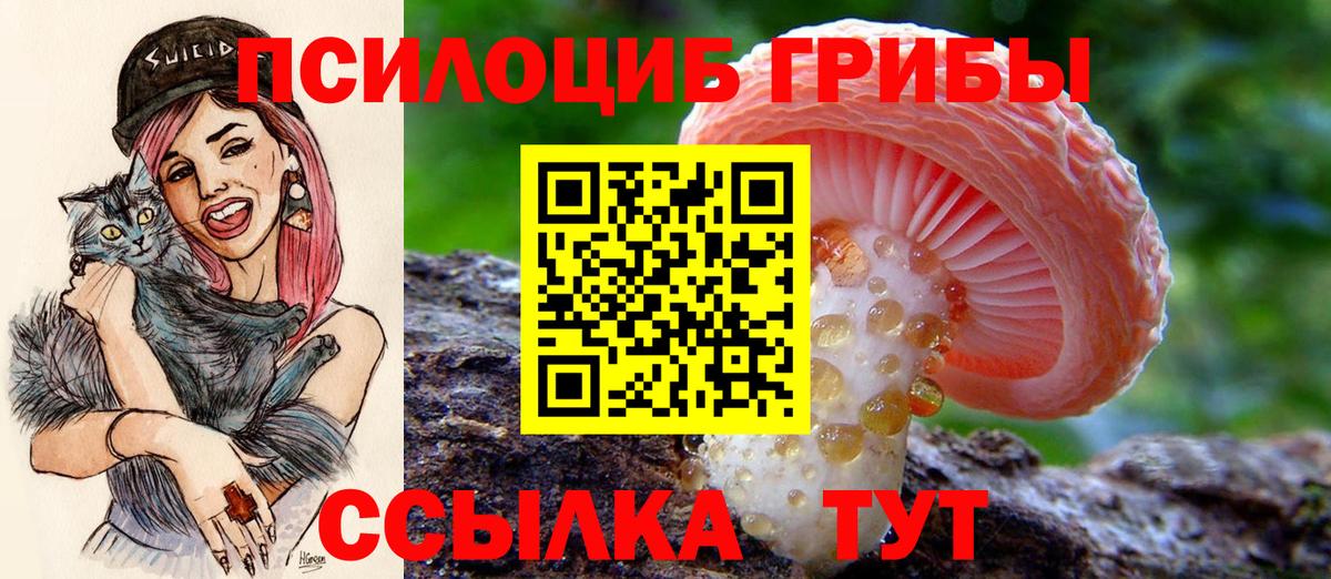 Псилоцибиновые грибы мицелий Нижний Новгород